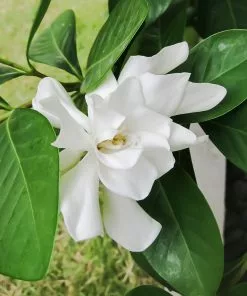 Fast Growing Trees Four Seasons Gardenia Shrub Gardenias 7 Fast Growing Trees Four Seasons Gardenia Shrub Gardenias