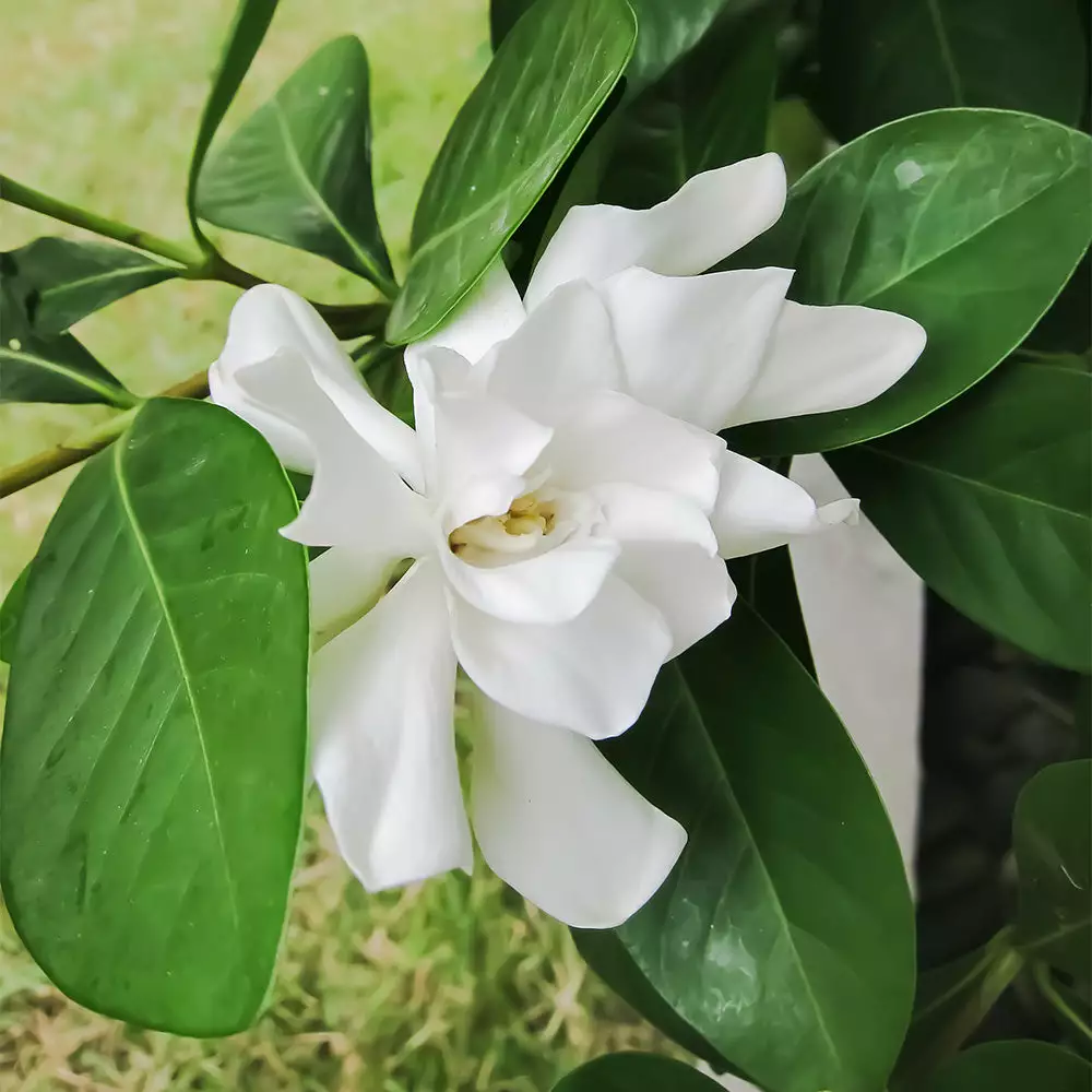 Fast Growing Trees Four Seasons Gardenia Shrub Gardenias 5 Fast Growing Trees Four Seasons Gardenia Shrub Gardenias