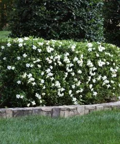 Fast Growing Trees Four Seasons Gardenia Shrub Gardenias