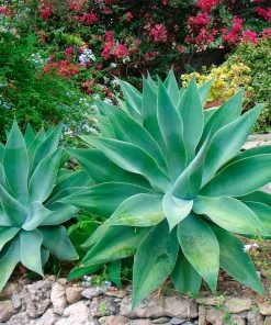 Fast Growing Trees Fox Tail Agave