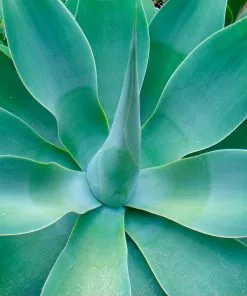 Fast Growing Trees Fox Tail Agave 9 Fast Growing Trees Fox Tail Agave