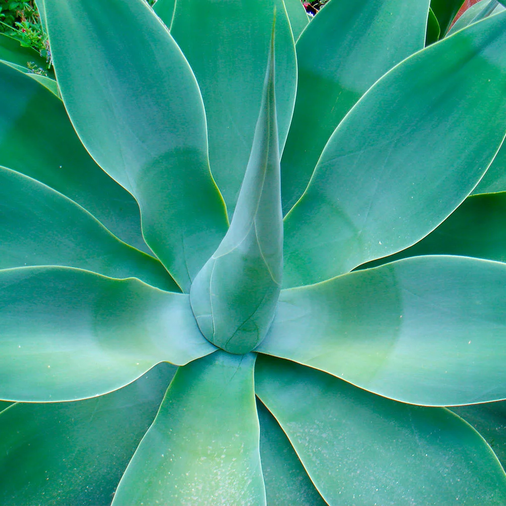 Fast Growing Trees Fox Tail Agave 5 Fast Growing Trees Fox Tail Agave