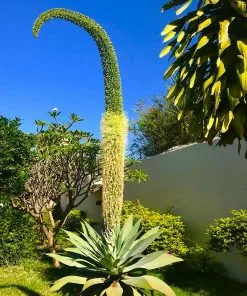 Fast Growing Trees Fox Tail Agave 10 Fast Growing Trees Fox Tail Agave