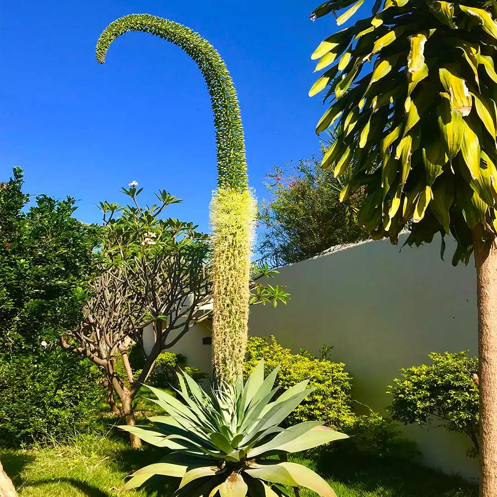 Fast Growing Trees Fox Tail Agave 6 Fast Growing Trees Fox Tail Agave