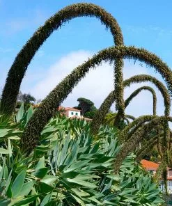 Fast Growing Trees Fox Tail Agave 11 Fast Growing Trees Fox Tail Agave