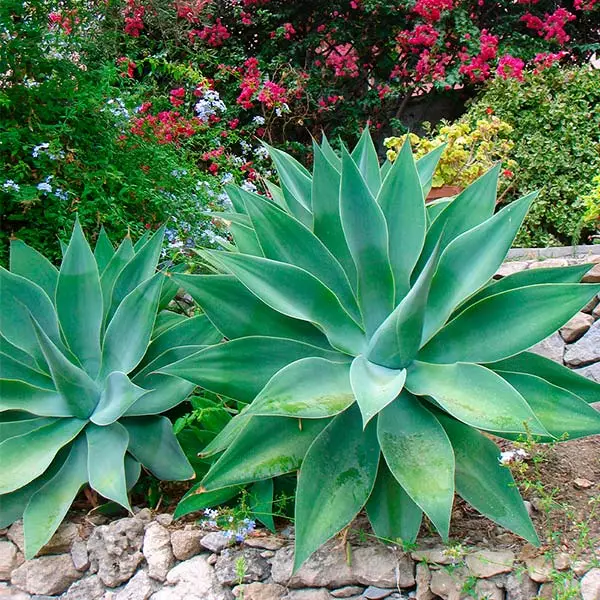 Fast Growing Trees Fox Tail Agave 3 Fast Growing Trees Fox Tail Agave