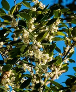 Fast Growing Trees Fragrant Tea Olive Tree See All Evergreen & Privacy Trees 9 Fast Growing Trees Fragrant Tea Olive Tree See All Evergreen & Privacy Trees