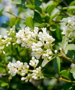 Fast Growing Trees Fragrant Tea Olive Tree See All Evergreen & Privacy Trees 10 Fast Growing Trees Fragrant Tea Olive Tree See All Evergreen & Privacy Trees
