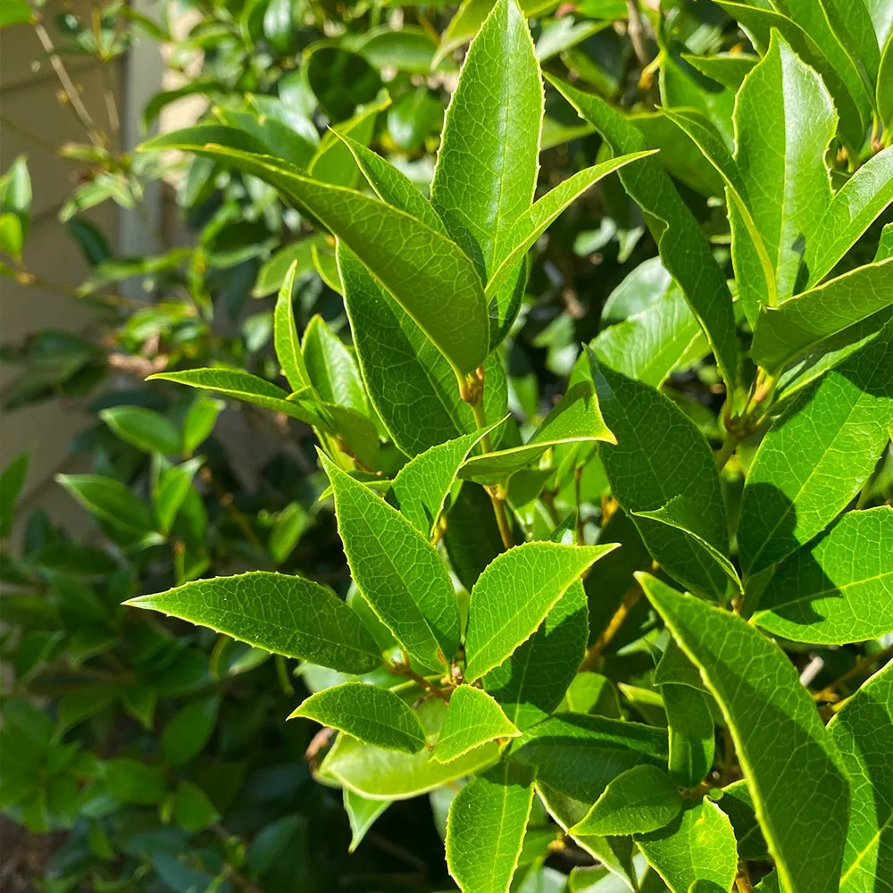 Fast Growing Trees Fragrant Tea Olive Tree See All Evergreen & Privacy Trees 6 Fast Growing Trees Fragrant Tea Olive Tree See All Evergreen & Privacy Trees