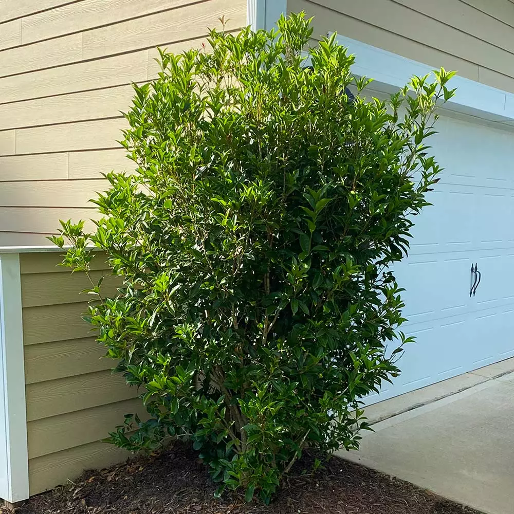 Fast Growing Trees Fragrant Tea Olive Tree See All Evergreen & Privacy Trees 7 Fast Growing Trees Fragrant Tea Olive Tree See All Evergreen & Privacy Trees