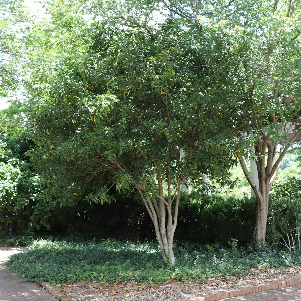 Fast Growing Trees Fragrant Tea Olive Tree See All Evergreen & Privacy Trees 8 Fast Growing Trees Fragrant Tea Olive Tree See All Evergreen & Privacy Trees