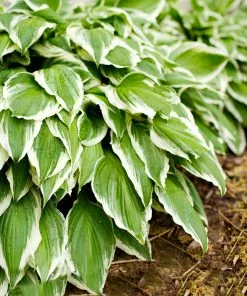 Fast Growing Trees See All Shrubs & Hedges Francee Hosta Plant