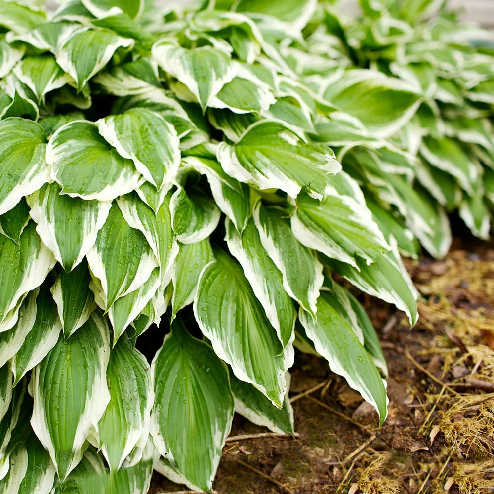 Fast Growing Trees See All Shrubs & Hedges Francee Hosta Plant 4 Fast Growing Trees See All Shrubs & Hedges Francee Hosta Plant