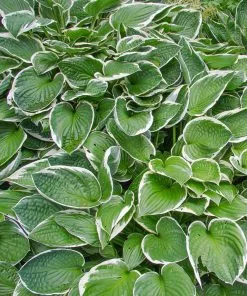 Fast Growing Trees See All Shrubs & Hedges Francee Hosta Plant 8 Fast Growing Trees See All Shrubs & Hedges Francee Hosta Plant