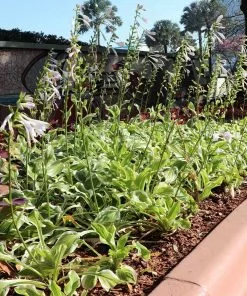 Fast Growing Trees See All Shrubs & Hedges Francee Hosta Plant 9 Fast Growing Trees See All Shrubs & Hedges Francee Hosta Plant