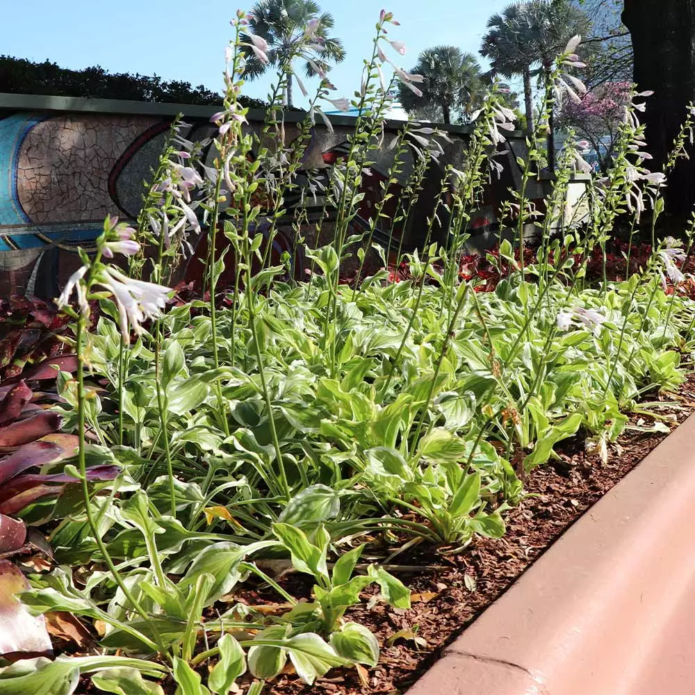 Fast Growing Trees See All Shrubs & Hedges Francee Hosta Plant 6 Fast Growing Trees See All Shrubs & Hedges Francee Hosta Plant