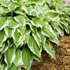 Fast Growing Trees See All Shrubs & Hedges Francee Hosta Plant 1 Fast Growing Trees See All Shrubs & Hedges Francee Hosta Plant