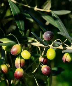 Fast Growing Trees Frantoio Olive Tree Olive Trees 9 Fast Growing Trees Frantoio Olive Tree Olive Trees