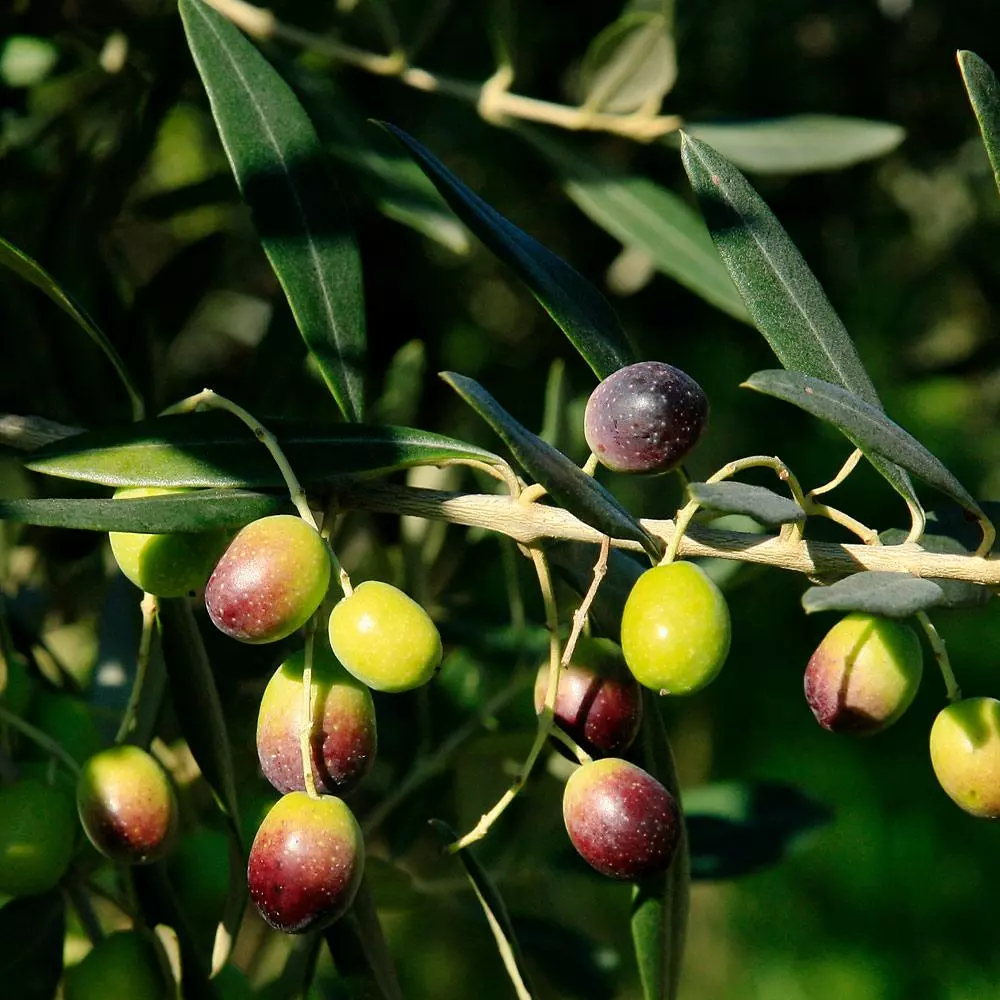 Fast Growing Trees Frantoio Olive Tree Olive Trees 6 Fast Growing Trees Frantoio Olive Tree Olive Trees