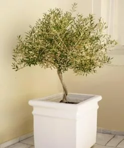 Fast Growing Trees Frantoio Olive Tree Olive Trees 8 Fast Growing Trees Frantoio Olive Tree Olive Trees