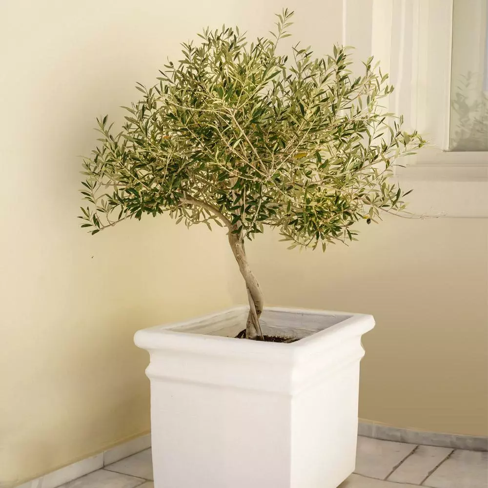 Fast Growing Trees Frantoio Olive Tree Olive Trees 5 Fast Growing Trees Frantoio Olive Tree Olive Trees