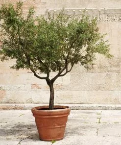 Fast Growing Trees Frantoio Olive Tree Olive Trees