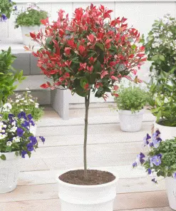 Fast Growing Trees Fraser Photinia - Tree Form 7 Fast Growing Trees Fraser Photinia - Tree Form