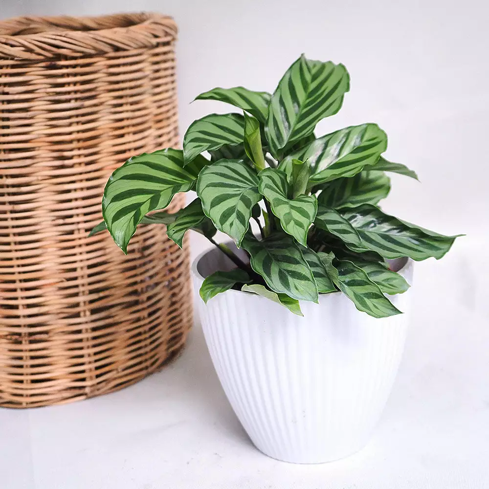 Fast Growing Trees See All House & Patio Freddie Plant 4 Fast Growing Trees See All House & Patio Freddie Plant