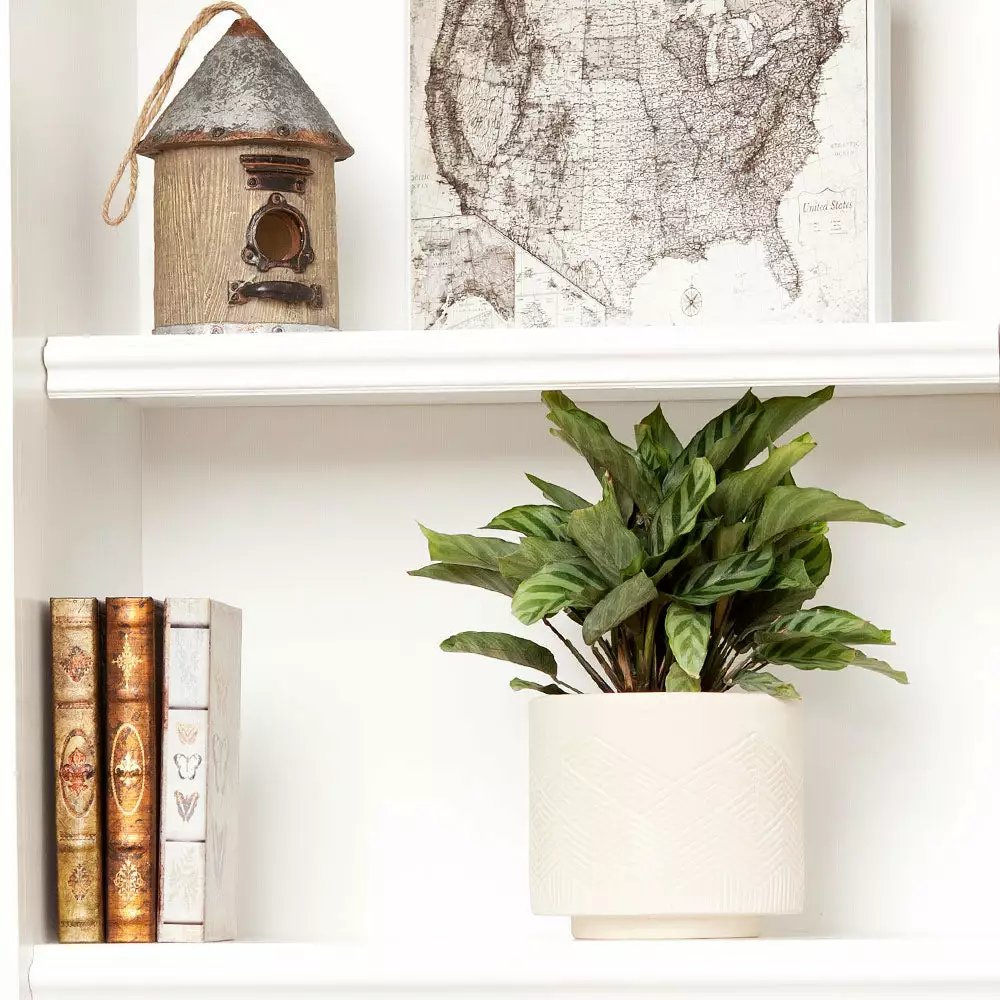 Fast Growing Trees See All House & Patio Freddie Plant 5 Fast Growing Trees See All House & Patio Freddie Plant