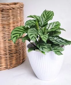 Fast Growing Trees See All House & Patio Freddie Plant