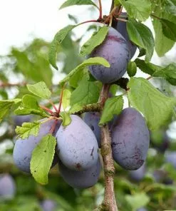 Fast Growing Trees French Prune Tree