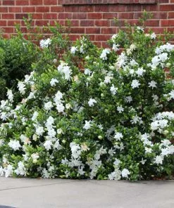 Fast Growing Trees Frost Proof Gardenia Shrub