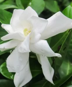 Fast Growing Trees Frost Proof Gardenia Shrub 8 Fast Growing Trees Frost Proof Gardenia Shrub