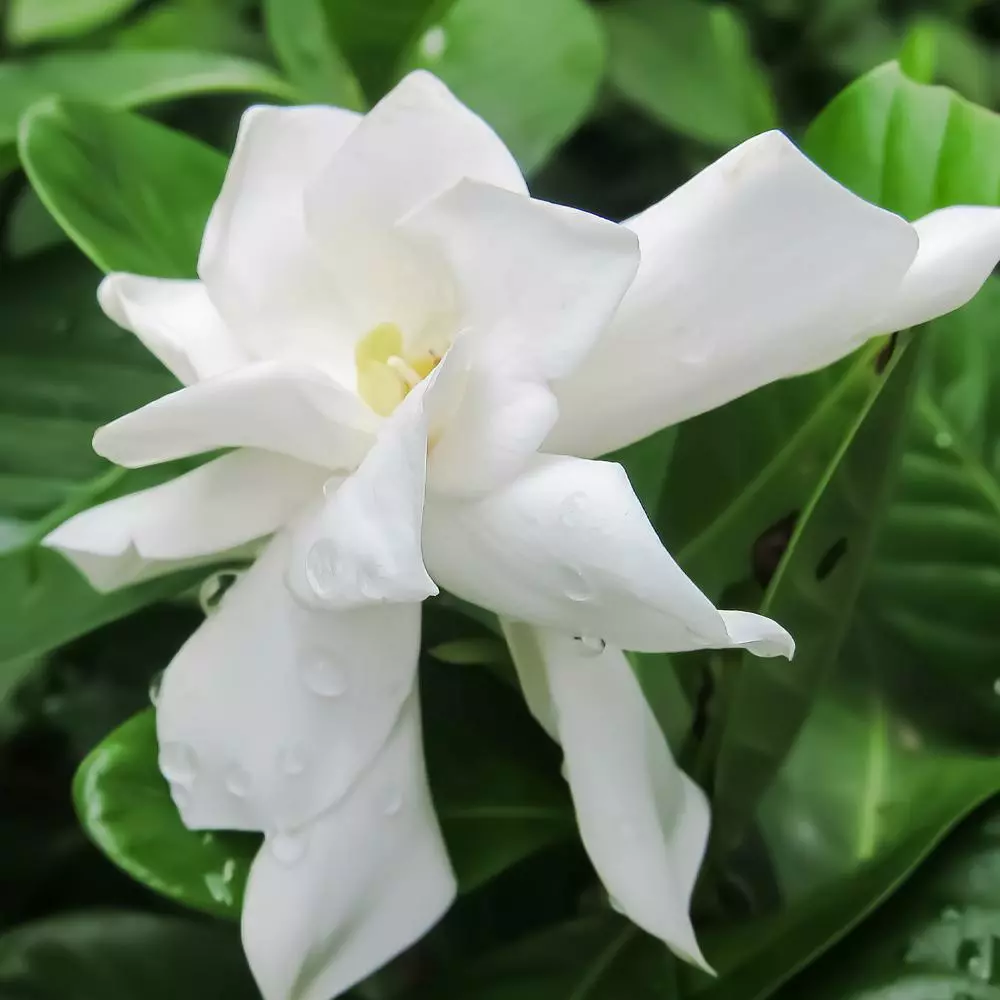Fast Growing Trees Frost Proof Gardenia Shrub 5 Fast Growing Trees Frost Proof Gardenia Shrub