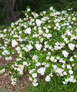 Fast Growing Trees Frost Proof Gardenia Shrub 9 Fast Growing Trees Frost Proof Gardenia Shrub