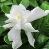 Fast Growing Trees Frost Proof Gardenia Shrub 1 Fast Growing Trees Frost Proof Gardenia Shrub