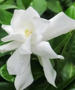 Fast Growing Trees Frost Proof Gardenia Shrub