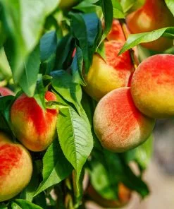 Fast Growing Trees Frost Proof Peach Tree Peach Trees