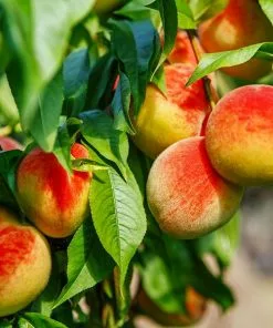 Fast Growing Trees Frost Proof Peach
