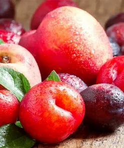 Fast Growing Trees Fruit Cocktail Tree Peach Trees