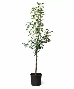 Fast Growing Trees Fuji & Haralson Twisted Apple Tree