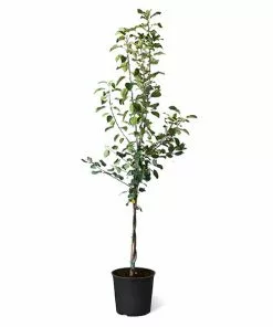 Fast Growing Trees Fuji & Haralson Twisted Apple Tree