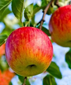 Fast Growing Trees Fuji & Haralson Twisted Apple Tree 10 Fast Growing Trees Fuji & Haralson Twisted Apple Tree