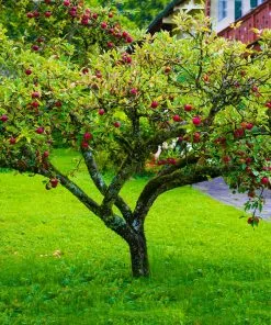 Fast Growing Trees Fuji Apple Tree - USDA Organic 10 Fast Growing Trees Fuji Apple Tree - USDA Organic