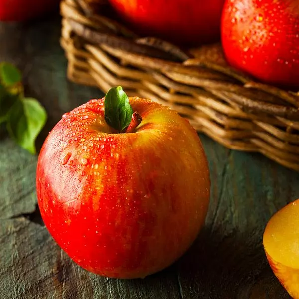 Fast Growing Trees Fuji Apple Tree Apple Trees 3 Fast Growing Trees Fuji Apple Tree Apple Trees