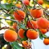 Fast Growing Trees Fuyu Persimmon Tree 1 Fast Growing Trees Fuyu Persimmon Tree