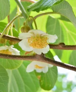 Fast Growing Trees See All Fruit Trees Fuzzy Kiwi 13 Fast Growing Trees See All Fruit Trees Fuzzy Kiwi