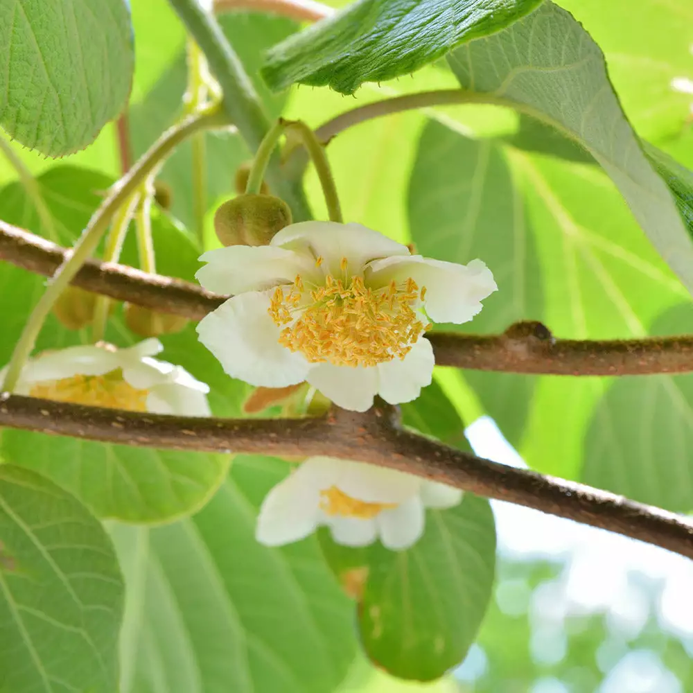 Fast Growing Trees See All Fruit Trees Fuzzy Kiwi 8 Fast Growing Trees See All Fruit Trees Fuzzy Kiwi