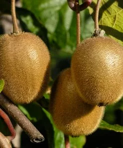 Fast Growing Trees See All Fruit Trees Fuzzy Kiwi 10 Fast Growing Trees See All Fruit Trees Fuzzy Kiwi