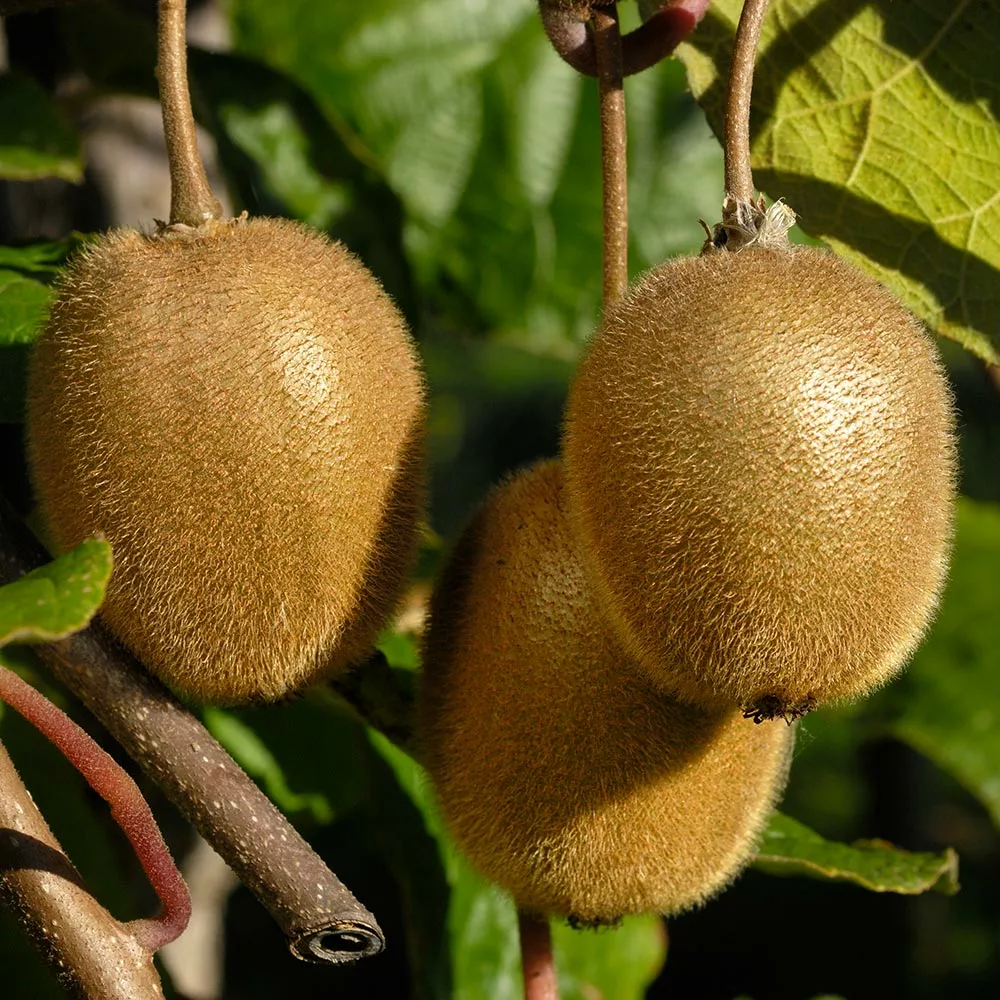 Fast Growing Trees See All Fruit Trees Fuzzy Kiwi 5 Fast Growing Trees See All Fruit Trees Fuzzy Kiwi